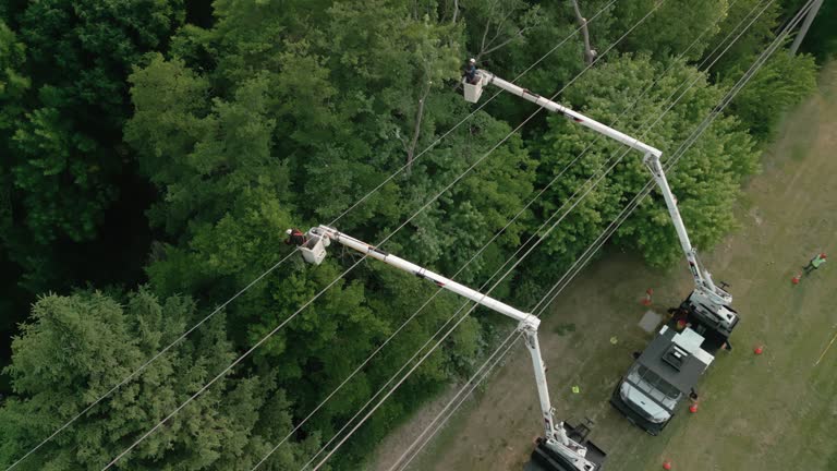 Trusted Oberlin, OH Tree Removal Experts